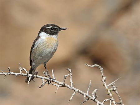 Tarabilla canaria (Saxicola dacotiae), una de las pocas aves endémicas de las Islas Canarias, que exclusivamente habita en Fuerteventura. / Christoph Moning, CC BY 4.0 Wikimedia).