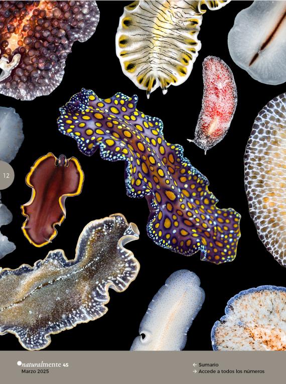 Joyas del fondo del mar. Planarias del Golfo de México