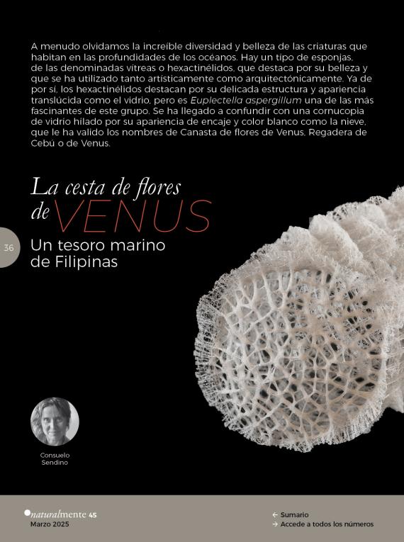 La cesta de flores de Venus. Un tesoro marino de Filipinas