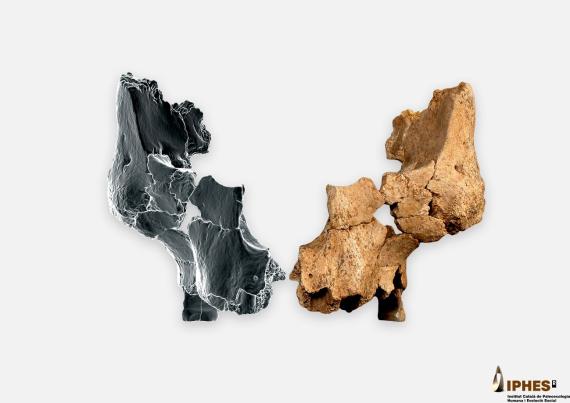 Fósil original junto al lado derecho reflejado mediante técnicas de imagen 3D del rostro de un homínido asignado a Homo affinis erectus. / Maria D. Guillén (IPHES-CERCA) y Elena Santos (CENIEH)