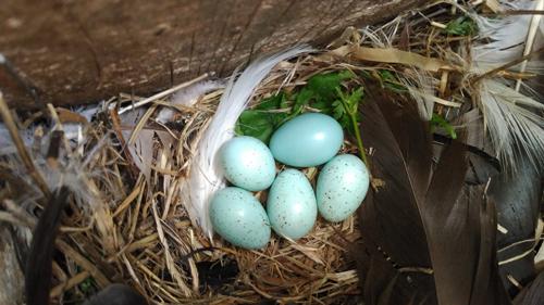 Puesta natural de estornino con cuatro huevos más un huevo parásito de otra hembra / Iraida Redondo