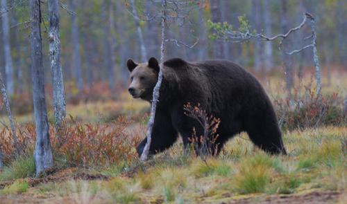 Hembra de oso pardo, "Ursus arctos", desplazándose por los bosques de la Carelia finlandesa/ Vincenzo Penteriani.