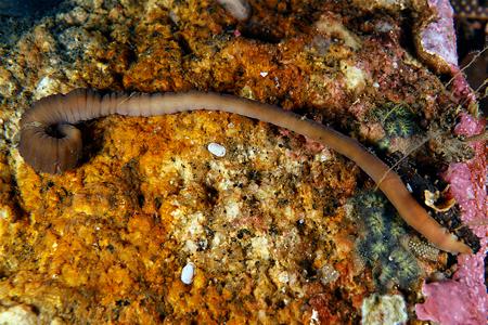 Varias imágenes de Pararosa vigarae tomadas por Jacinto Pérez Dieste. A la izquierda se puede apreciar un espécimen contrayéndose, a la derecha un detalle de la cabeza.