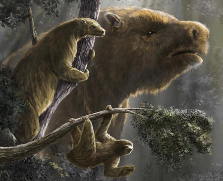 Los perezosos evolucionaron repetidamente hacia tamaños corporales grandes y pequeños según su estilo de vida fuera más terrestre o más arborícola. En la parte inferior, Bradypus tridactylus; a la izquierda, Hapalops elongatus; al fondo, Megatherium americanum. Ilustración de Diego Barletta.