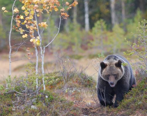 Oso pardo, "Ursus arctos", de los bosques boreales de Escandinavia / Vincenzo Penteriani