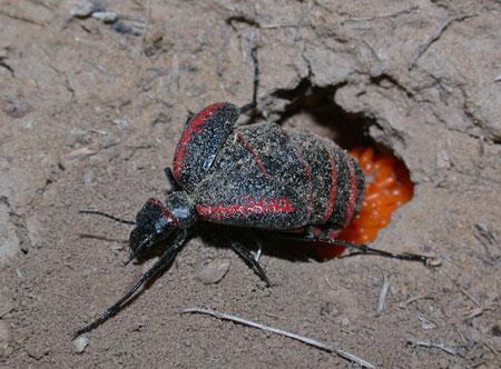 Ejemplar de Megetra vittata. Dentro de los artrópodos, la familia de los coleópteros es la más numerosa. / Mario García París