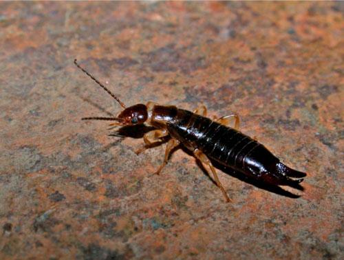 Euborellia annulipes