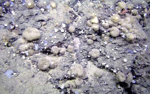 Foto de un campo de esponjas del Atlántico Norte de la especie "Geodia hentscheli" a más de 2.000 metros de profundidad. Paco Cárdenas