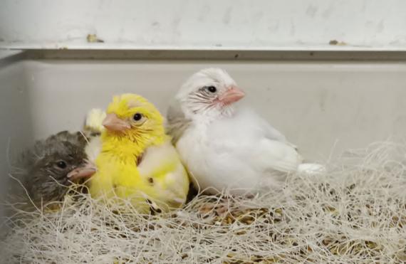 Tres polluellos de canario doméstico de alrededor de 14 días. Sobre esta edad pueden empezar a sufrir agresiones / Clara García-Co