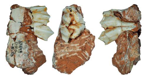 El fósil del reno de Atapuerca: un tercer molar de leche superior de una cría. /Jan van der Made