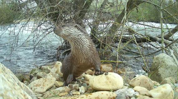 Nutria en uno de los lugares que frecuenta durante las horas diurnas a orillas del río Órbigo (León) / (Foto V.Penteriani). Imagen de fototrampeo tomada en el río Órbigo (León) 
