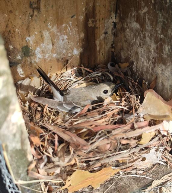 hembras de papamoscas cerrojillo, Ficedula hypoleuca, 