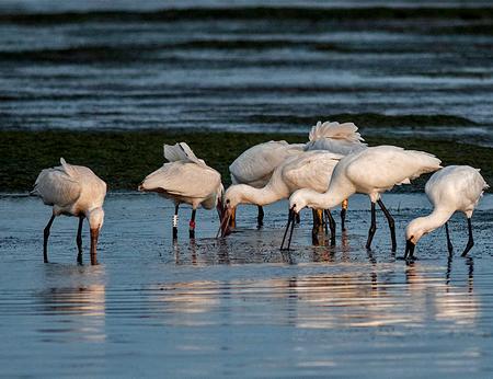 A la izquierda espátulas en Urdabai fotografiadas por Máximo Sánchez Cobo