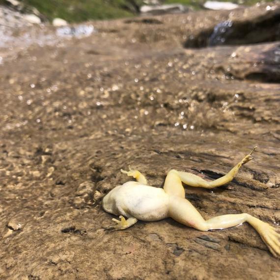 Ejemplar de rana pirenaica muerto por ranavirosis en el Parque Nacional de Ordesa durante un episodio de temperaturas anormalmente altas y precipitaciones anormalmemte bajas. / Jaime Bosch.