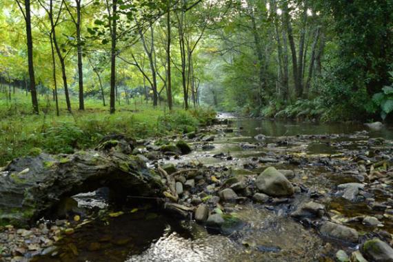 Poder tomar muestras y almacenarlas sin que pierdan información abre muchas posibilidades para conocer mejor la ecología de los ríos. En la imagen el rio Esva, Asturias. / Xiomara Cantera (MNCN-CSIC) 