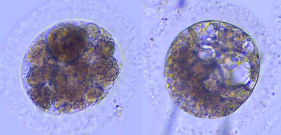 Embriones de lince ibérico producidos in vitro / UCM y CSIC.