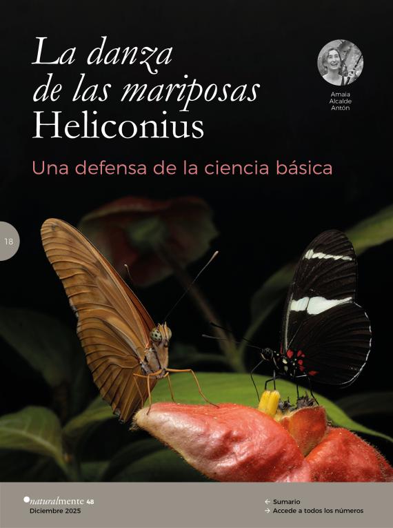 Foto de Dryas y Heliconius  / Sebas Mena