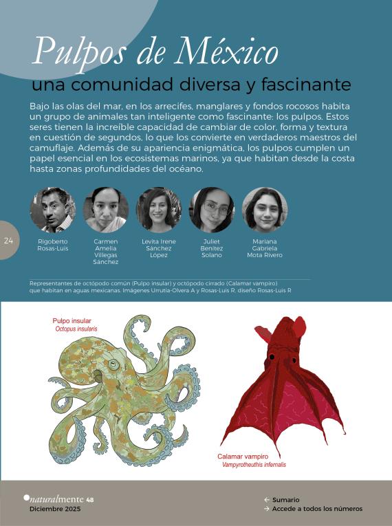 Representantes de octópodo común (Pulpo insular) y octópodo cirrado (Calamar vampiro) que habitan en aguas mexicanas. Imágenes Urrutia-Olvera A y Rosas-Luis R, diseño Rosas-Luis R