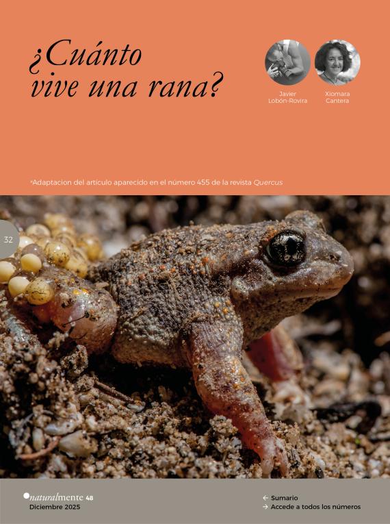 Sapo partero ibérico, Alytes cisternasii. / Javier Lobón-Rovira