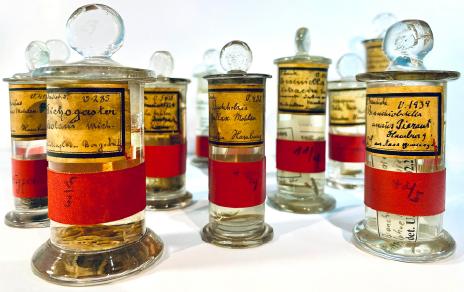 Por cada especie conocida, existe un espécimen tipo en colecciones científicas que se ha utilizado para describir y nombrar oficialmente la especie. El ADN de estos especímenes es invaluable para la investigación de la biodiversidad / Leibniz Institute for the Analysis of Biodiversity Change