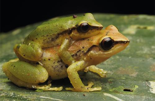 En la imagen, dos ejemplares de Pristimantis omeviridis durante su apareamiento, especie descrita en 2015 de la Amazonía ecuatoriana. El macho es el más pequeño. Créditos: Alberto Sánchez-Vialas.