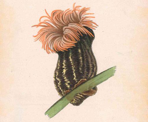 Anémona de mar retratada en 1905 por Luisa de la Vega, ilustradora que da nombre a la categoría de Illustraciencia dedicada a las ciencias del mar. 