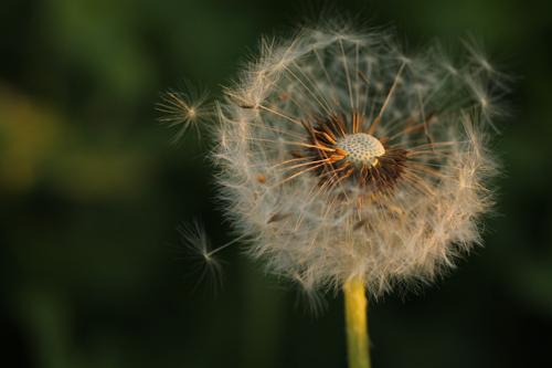 Semillas del diente de león, "Taraxacum officinale"