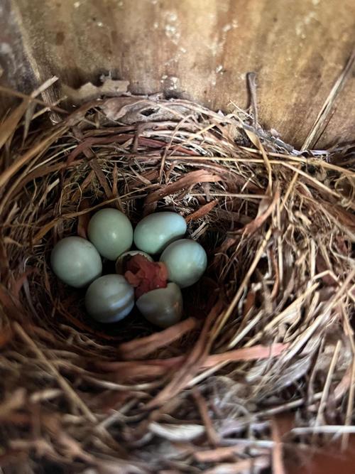 Nido de papamoscas. /  D.R. Rodríguez-Solís