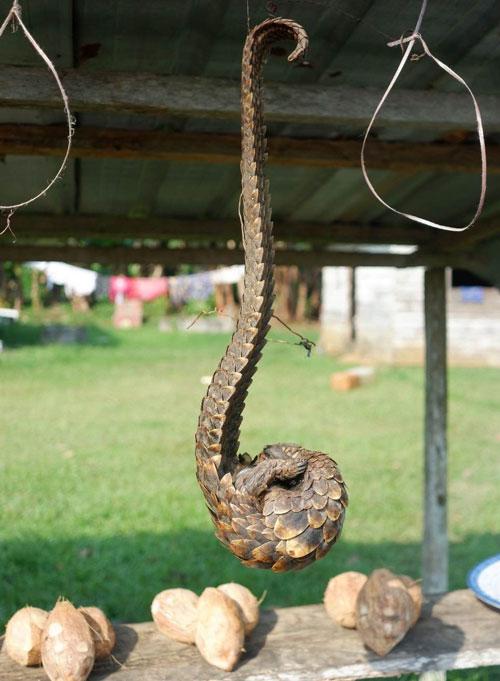 Pangolín expuesto para la venta en un mercado de Guinea Ecuatorial / Javier Juste, EBD-CSIC