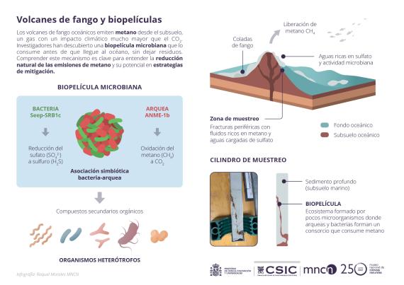 Infografía que describe cómo la biopelicula descubierta  consume metano/ Raquel Morales 