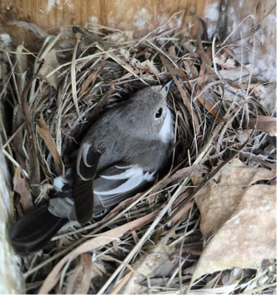 Hembra de papamoscas cerrojillo, 'Ficeluda hypoleuca' incubando una puesta/ Isabel Barreda