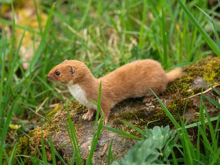 Imagen de una comadreja actual. / Shutterstock.