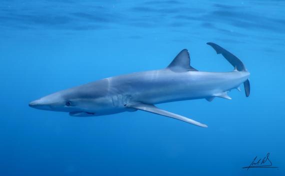 Tintorera nadando en las proximidades de una embarcación de pesca artesanal en la costa del Cap de Creus, en Cataluña. Fotografía tomada por Jordi Riera (Sotamar)