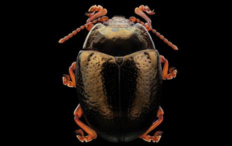 Chrysolina bankii, una de las especies retratadas en la muestra / Máher Fahim 