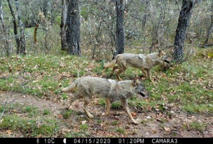 Dos machos de lobo ibérico fotografiados con las cámaras de fototrampeo que se utilizan en el seguimiento