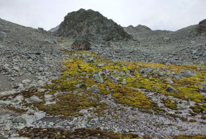 Cobertura de musgos en Antártica / Asunción de los Ríos