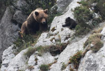  Imagen de una hembra de oso pardo y una de sus crías tomada en Asturias. / Vincenzo Penteriani 