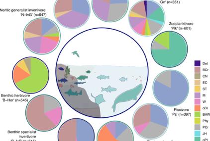 Gremios tróficos en los que pueden ser categorizados los vertebrados marinos. Los colores y su proporción dentro de cada círculo indican el tipo y cantidad de recursos que explota cada uno. 