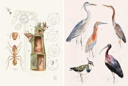 Obras ganadoras Illustraciencia 12