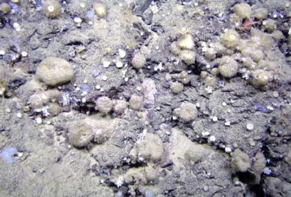 Photo of a North Atlantic sponge ground of Geodia hentscheli below 2,000 meters deep. Paco Cárdenas
