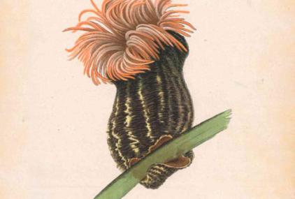Anémona de mar retratada en 1905 por Luisa de la Vega, ilustradora que da nombre a la categoría de Illustraciencia dedicada a las ciencias del mar. 