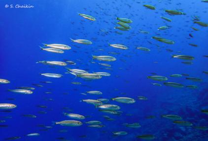 La masa de los bancos de peces se ha reducido casi un 20%. / Shahar Chaikin