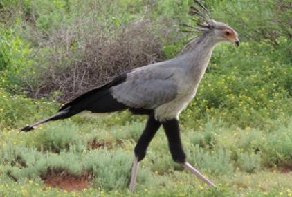 secretario, ave de sudáfrica, Sagittarius serpentarius