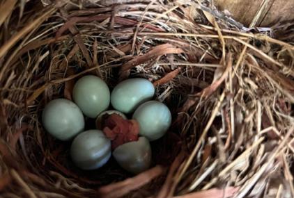 Nido de papamoscas. /  D.R. Rodríguez-Solís