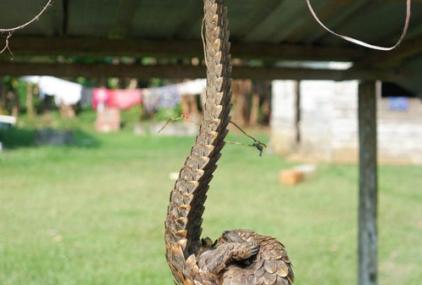 Pangolín expuesto para la venta en un mercado de Guinea Ecuatorial / Javier Juste, EBD-CSIC