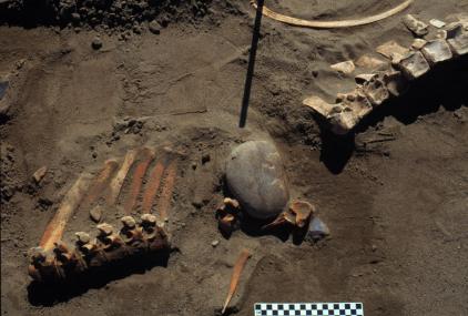 Vertebras de caballo mexicano (Equus conversidens), encontradas junto a herramientas humanas hechas de piedra, en Wally's Beach (Canadá). Este sitio arqueológico documenta la caza de caballos y camellos hace 15,000 años. Cortesía de Brian Kooyman.