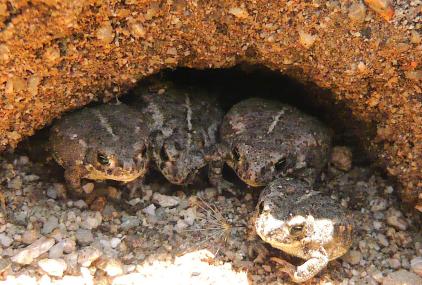 Juveniles de sapo corredor, Epidalea calamita. /Gregorio Sánchez Montes
