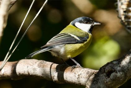 Carbonero común, Parus major, una de las nueve especies estudiadas / Santiago Merino