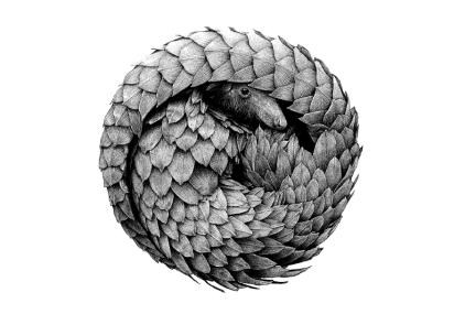 ‘Pangolín’, de Raquel Reis Silva, Premio Ilustración Naturalista en Illustraciencia 13. 